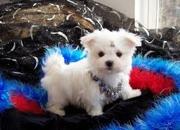 Two beautiful Maltese puppies ready for adoption